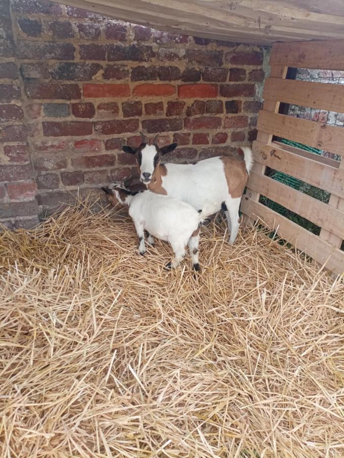 Gite A La Ferme Chez Magali Escaudoeuvres Kültér fotó