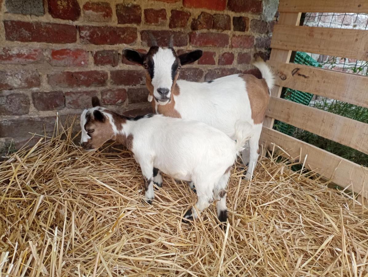 Gite A La Ferme Chez Magali Escaudoeuvres Kültér fotó